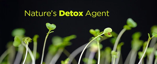 Sulforaphane: The Real Toxin Remover